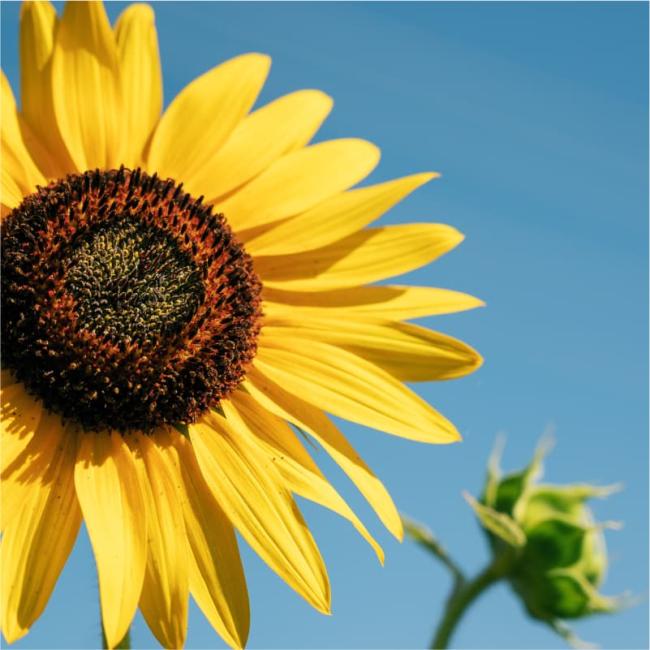Zonnebloem