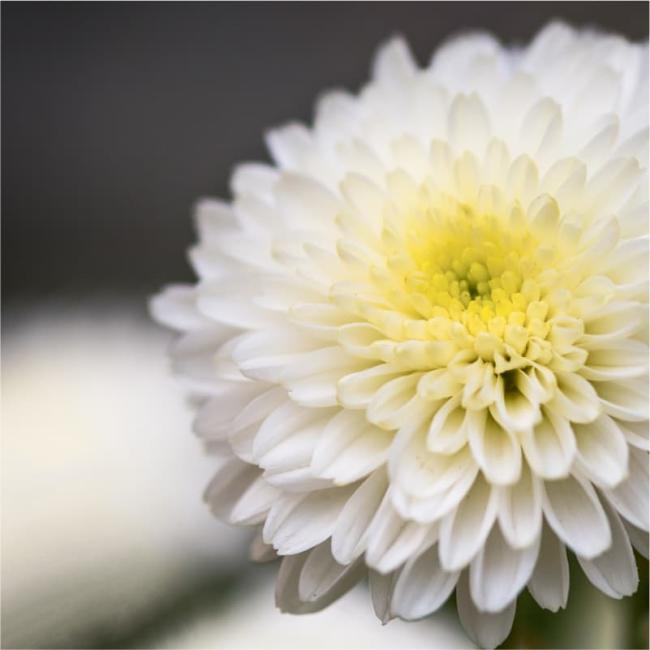 Witte chrysant